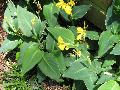 Yellow Leopard Canna / Canna x generalis 